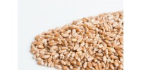 Wheat in bulk 200g